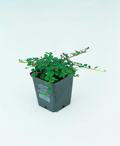 Thumbnail - HELIX PFLANZEN Zwergmispel, Cotonaster dammeri »Fieders Evergreen«, Blattfarbe: grün, Blüte: weiß - gruen