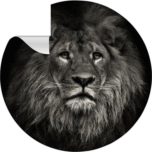 mySPOTTI Vliestapete »Lion«, Tiermotiv, Löwe, grau/weiß, matt