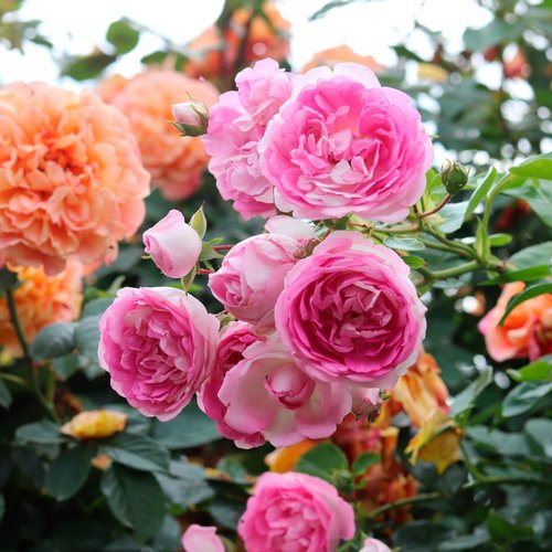 KORDES ROSEN Kletterrose Rosa »Jasmina®«