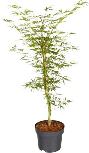 Gartenkrone Grüner Schlitzahorn, Acer palmatum »Dissectum Viridis«, Blätter: grün - gruen