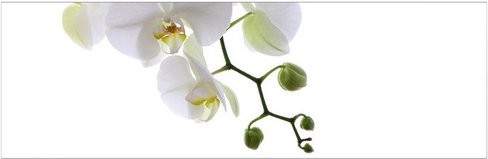 mySPOTTI Badrückwand »Orchidee Phala«, BxH:140 cm x 45 cm, weiß