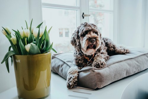 HUNTER Orthopädische Hundematte »Merida«, Orthopädisches Hundekissen Merida M (75 x 50 cm), taupe - grau