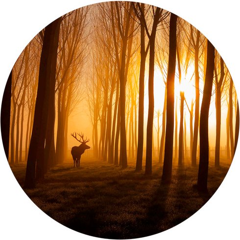 K&L Wall Art Vliestapete »Runde Vliestapete«, Hisch Wald Waldtiere Tiere, mehrfarbig, matt - bunt