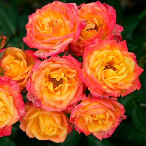 KORDES ROSEN Rose »Little Sunset« - bunt