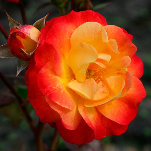 KORDES ROSEN Beetrose, Rosa »Firebird®«, Blüte: gelb, gefüllt