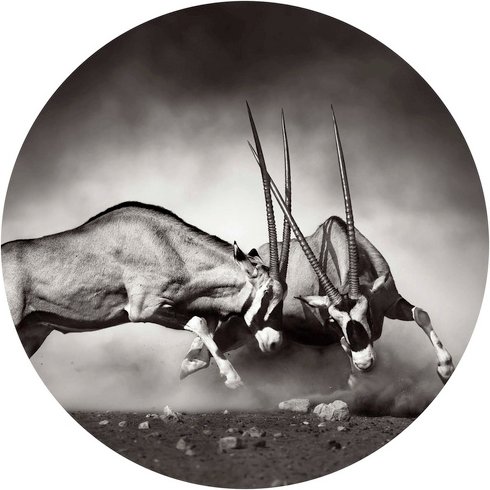 K&L Wall Art Vliestapete »Runde Vliestapete«, Safari Duell Antilopen Waldtiere, mehrfarbig, matt - bunt