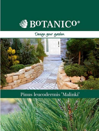 Schlangenhaut-Kiefer, Pinus leucodermis »Malinki«, immergrün - gruen