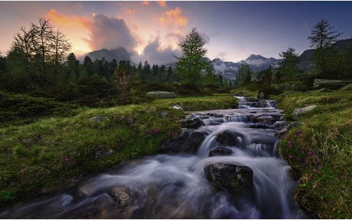 KOMAR Vliestapete »Wild Paradise«, Breite 450 cm, seidenmatt - bunt