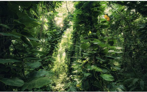 KOMAR Vliestapete »Green Leaves «, Breite 450 cm, seidenmatt - bunt