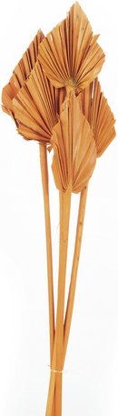 Flowerbox Trockenblumen »Palmspear« - gelb