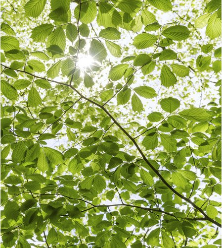 KOMAR Vliestapete »Im Frühlingswald«, Breite 250 cm, seidenmatt - bunt