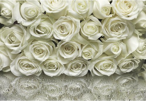 KOMAR Papiertapete »A la Rose«, Breite: 368 cm, inkl. Kleister - bunt