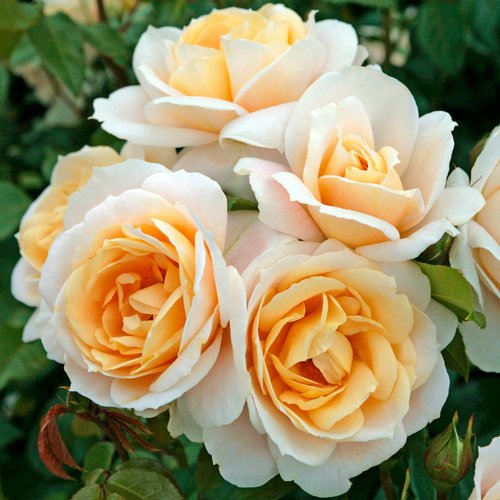 KORDES ROSEN Beetrose, Rosa »Lions-Rose®«, Blüte: cremeweiß, gefüllt - weiss