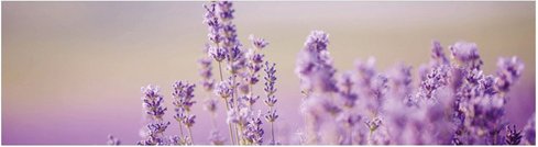 mySPOTTI Küchenrückwand »Lavendelfeld«, Aluverbund, Lavendel-Design