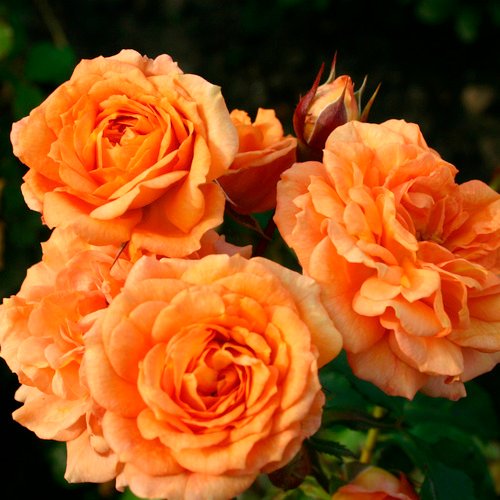 KORDES ROSEN Rose »Bentheimer Gold« - bunt
