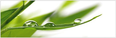 mySPOTTI Badrückwand »Fresh«, BxH:140 cm x 45 cm, grün