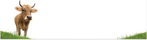 mySPOTTI Küchenrückwand »Kue«, Aluverbund, Kuh