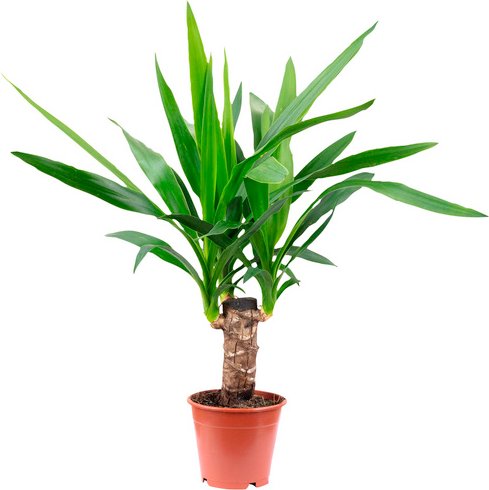 Palmlilie Yucca elephantipes - gruen