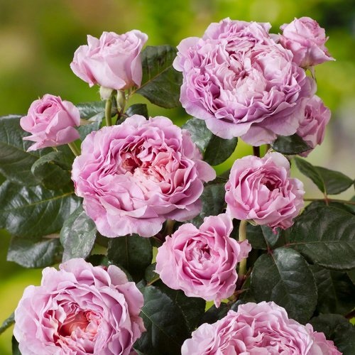 ROSEN TANTAU Edelrose, Rosa x hybrida »Eisvogel«, Blüte: violett, gefüllt - lila