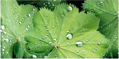 mySPOTTI Badrückwand »Good Morning«, BxH:90 cm x 45 cm, blau