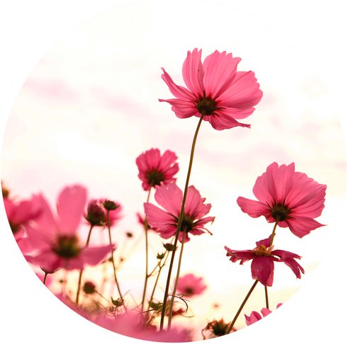 K&L Wall Art Vliestapete »Runde Vliestapete«, Blumen Pinke Kosmeen, mehrfarbig, matt - bunt