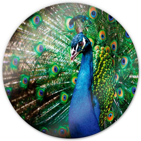 K&L Wall Art Glasbild »Glasbild«, Ø 50 cm, Retro Vogel Pfau Pfauenfeder Blau