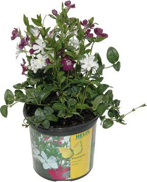 HELIX PFLANZEN Kleines Immergrün, Vinca minor »Austria«, Blattfarbe: grün, Blüte: mehrfarbig - rot