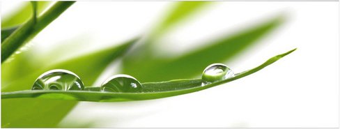 mySPOTTI Badrückwand »Fresh«, BxH:120 cm x 45 cm, grün