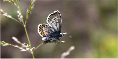 mySPOTTI Badrückwand »Schmetterling«, BxH:90 cm x 45 cm, rosa