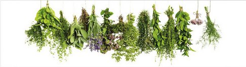 mySPOTTI Küchenrückwand »Kräuterleine PRO«, Aluverbund, Kräuter