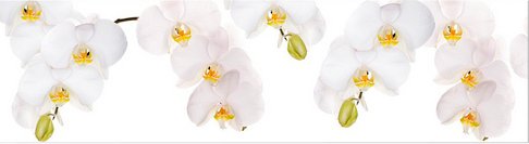 Thumbnail - mySPOTTI Küchenrückwand »Orchidee weiß«, Aluverbund, Orchidee