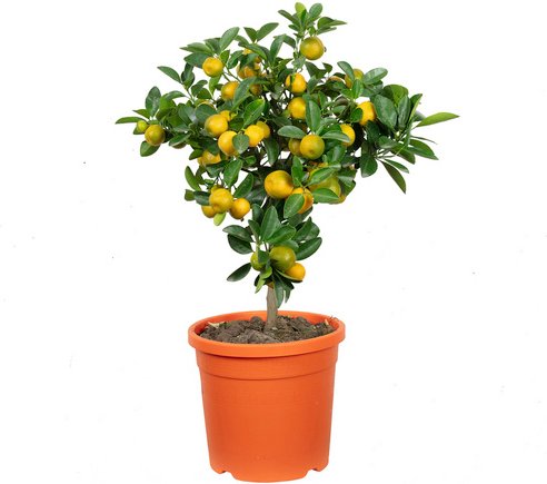 Flowerbox Calamondinorange, Citrofortunella Microcarpa - gruen