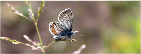Thumbnail - mySPOTTI Badrückwand »Schmetterling«, BxH:120 cm x 45 cm, rosa