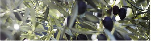 mySPOTTI Küchenrückwand »Olivenbaum«, Aluverbund, Olivenzweig