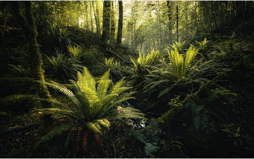 KOMAR Vliestapete »Fjordland Woods «, Breite 450 cm, seidenmatt - bunt