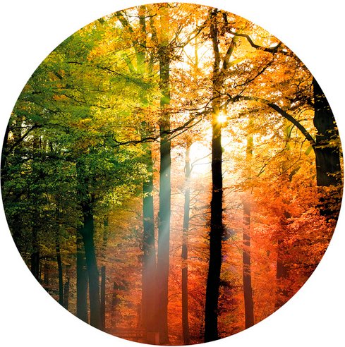 K&L Wall Art Vliestapete »Runde Vliestapete«, Goldener Herbst Natur Wald, mehrfarbig, matt - bunt