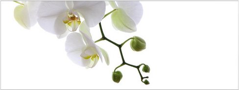 mySPOTTI Badrückwand »Orchidee Phala«, BxH:120 cm x 45 cm, weiß
