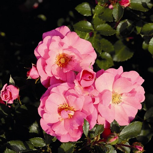 ROSEN TANTAU Bodendeckerrose Rosa hybride »Mirato«
