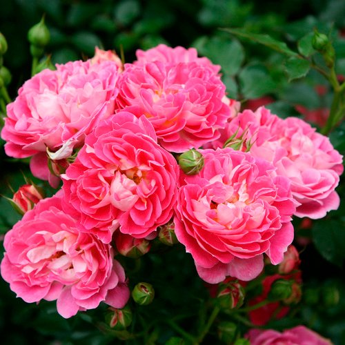 KORDES ROSEN Zwergrose, Rosa »Charmant®«, Blüten: rosa