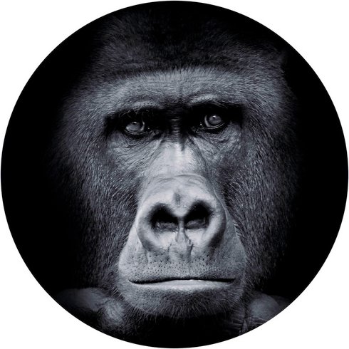 K&L Wall Art Vliestapete »Runde Vliestapete«, Gorilla Safari schwarz Affe, mehrfarbig, matt - bunt