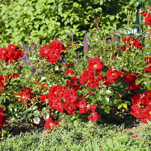 ROSEN TANTAU Bodendeckerrose Rosa hybride »Matador« - rot