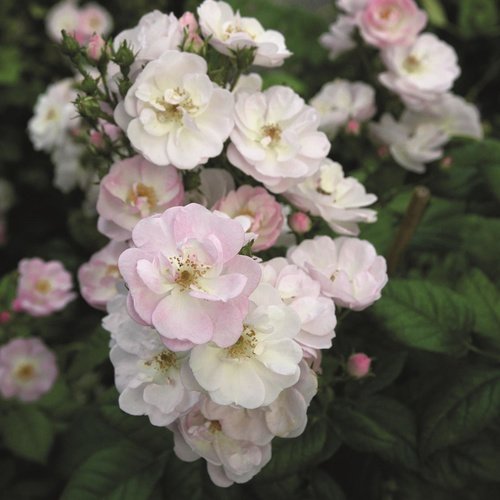 ROSEN TANTAU Blühpflanze »Perennial Blush«, Blüte: weiß - weiss