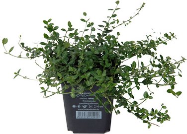 Thumbnail - HELIX PFLANZEN Spindelstrauch, Euonymus fortunei »Minimus«, Blattfarbe: grün - gruen
