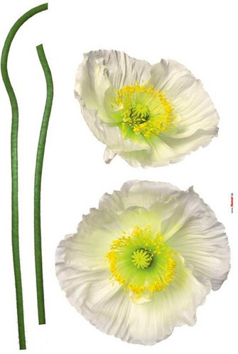 KOMAR Dekosticker »Pavot Blanc«, BxH: 50 x 70 cm - bunt