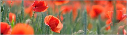 mySPOTTI Küchenrückwand »Mohn«, Aluverbund, Mohnfeld