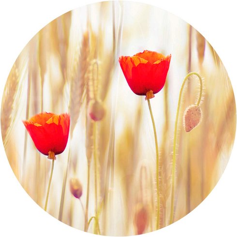 K&L Wall Art Vliestapete »Runde Vliestapete«, MohnBlumen Mohn Blumen, mehrfarbig, matt - bunt