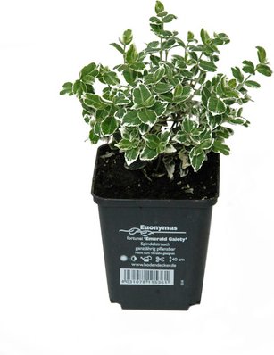 HELIX PFLANZEN Spindelstrauch, Euonymus fortunei »Emerald Gaiety«, Blattfarbe: weiß/grün - weiss