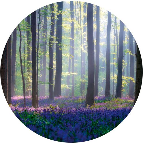K&L Wall Art Vliestapete »Runde Vliestapete«, Wald GlockenBlumen Lichtung, mehrfarbig, matt - bunt