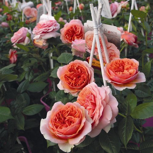 ROSEN TANTAU Edelrose, Rosa x hybrida »Chippendale«, Blüte: orange, gefüllt