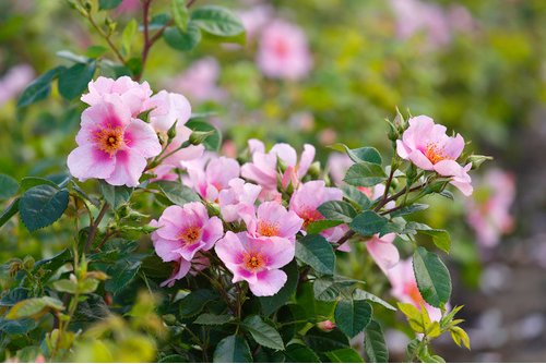 Kleinstrauchrose , Rosa »Orienta® Laila«, Blüte: reinrosa
